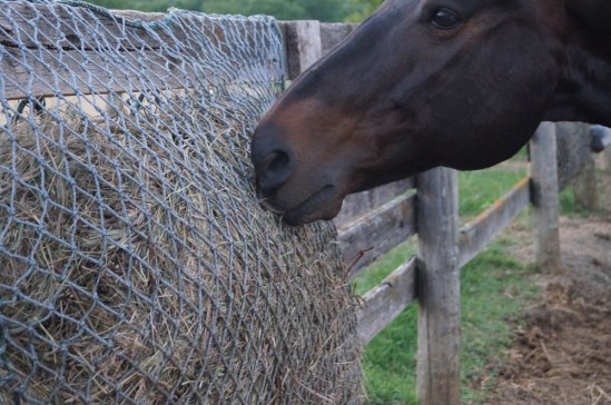 lucky-and-the-slow-feeder-100x664px