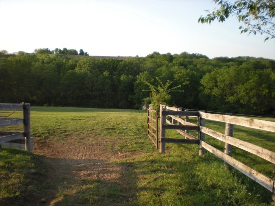mares-pasture-6-5-11